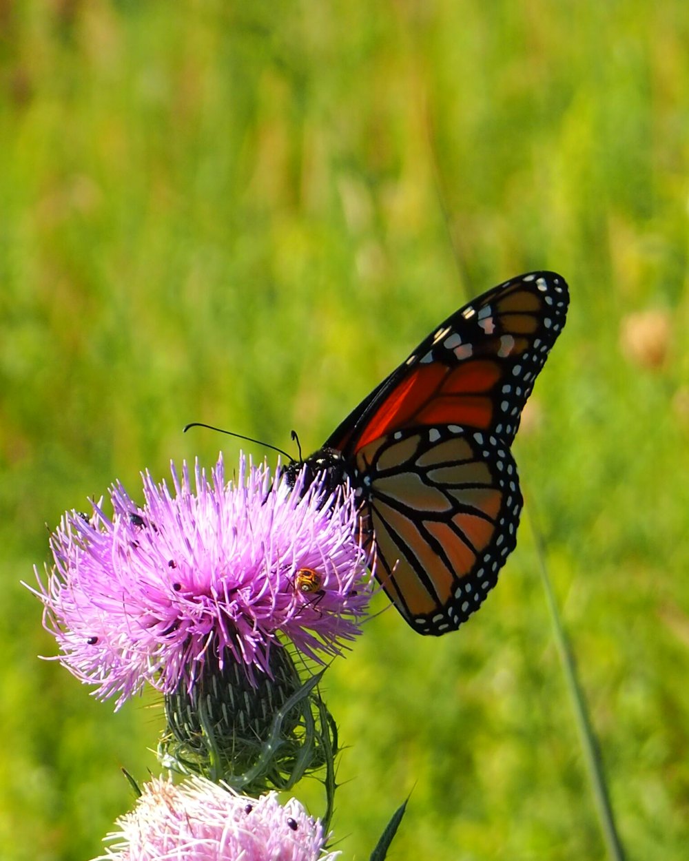 A monarch butterfly resting on a thistle bloom at the park