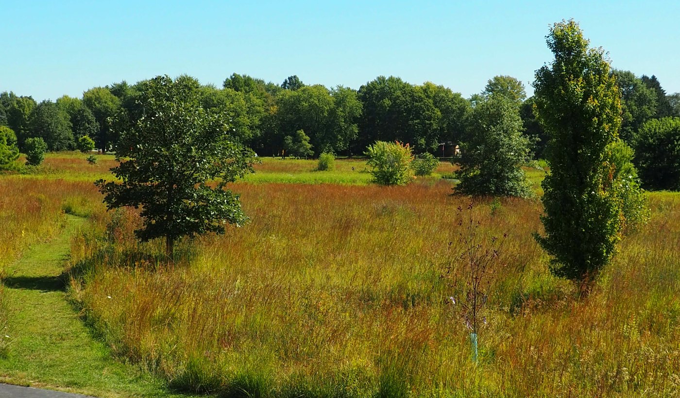 The prairie at Beckenholdt Park, golden in the evening light